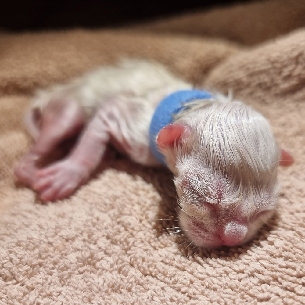 newborn-ragdoll-kittens-1