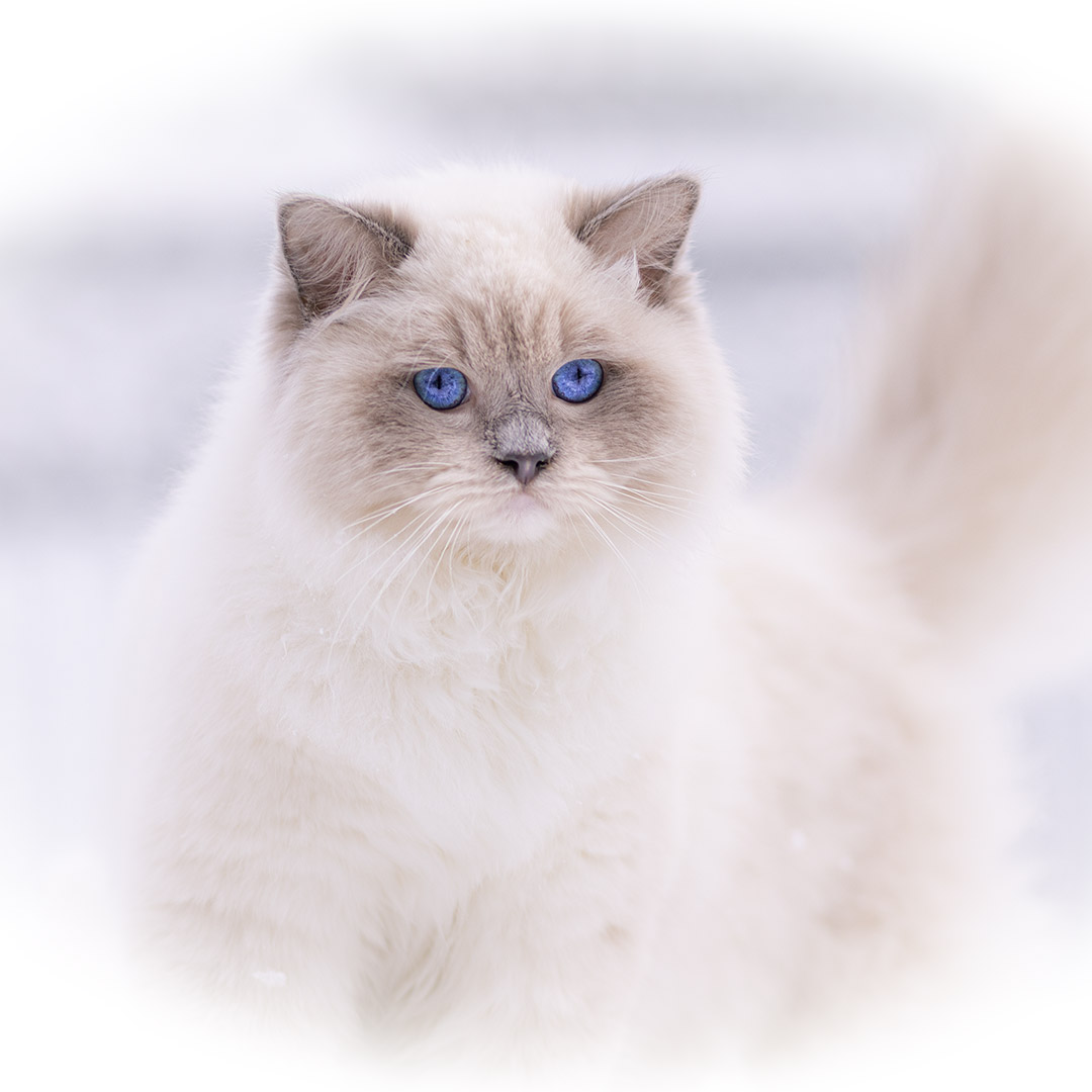 Ragdoll cost hot sale