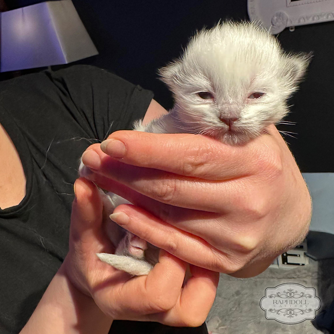 Ragdoll Cats London Cattery