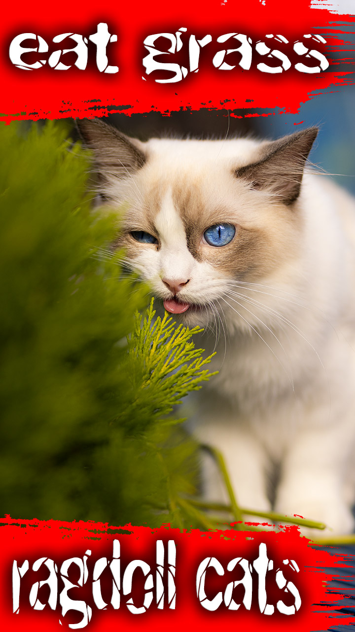 What do hotsell ragdoll cats eat