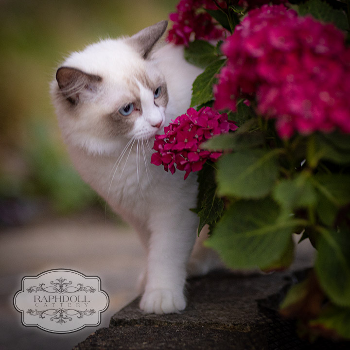 why-ragdoll-cats-eat-grass2