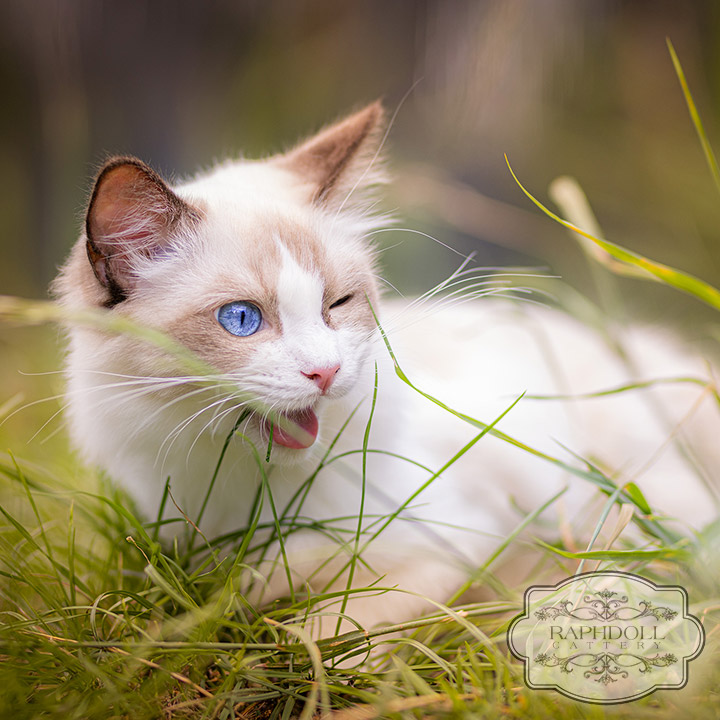 why-ragdoll-cats-eat-grass3