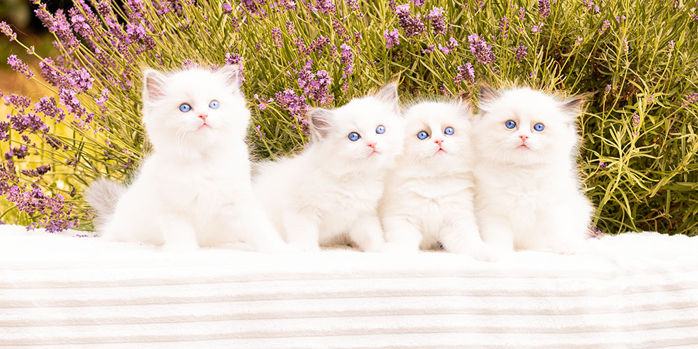 ragdoll-kittens-for-sale-london1