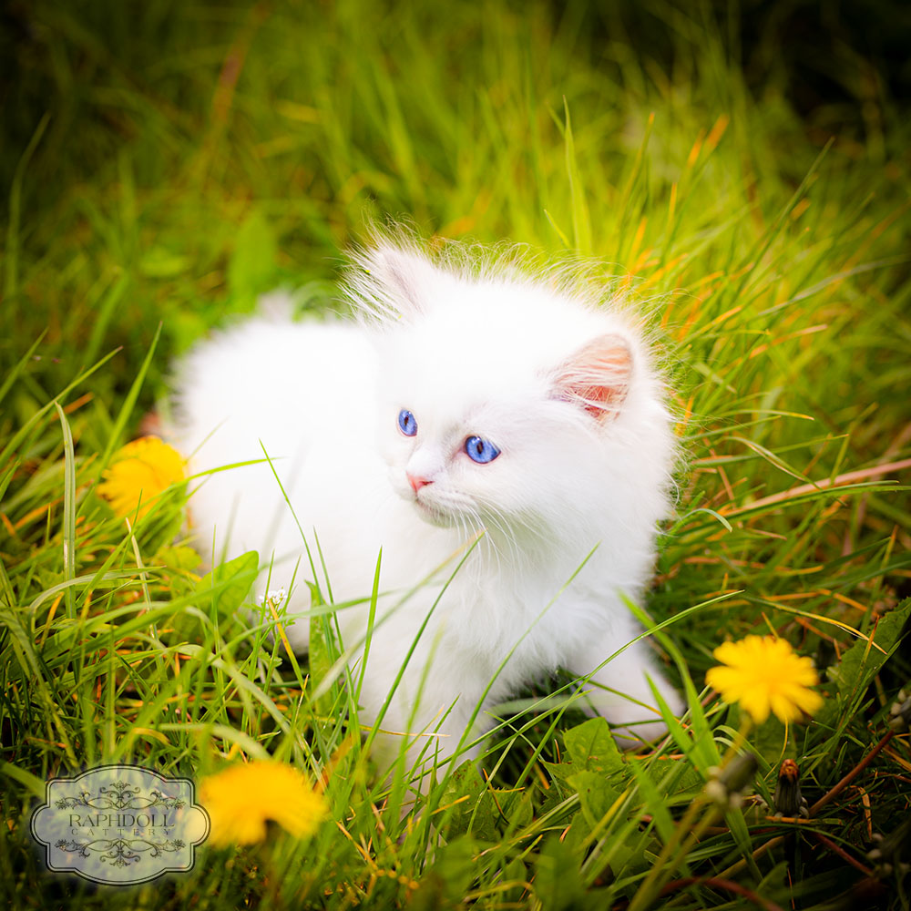 ragdoll-kittens-for-sale-pjbaa-april2w