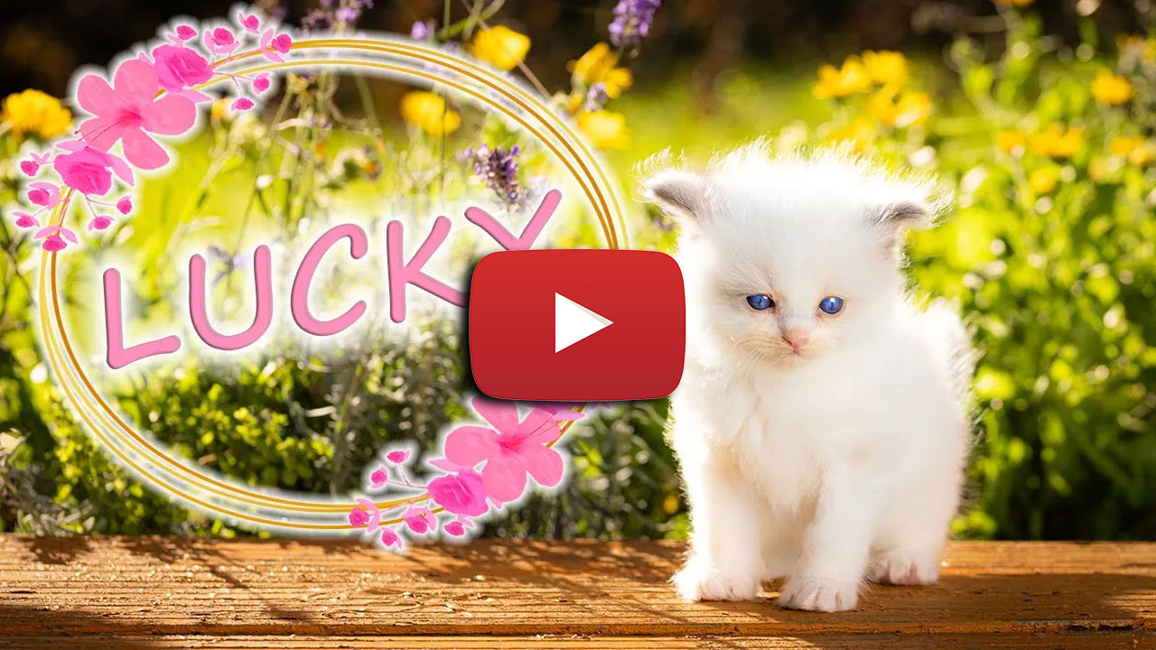 Lucky-Little-Cat-Story-video1