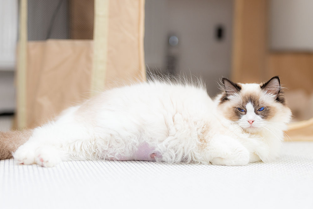 ragdoll-cat-bicolour-salome1