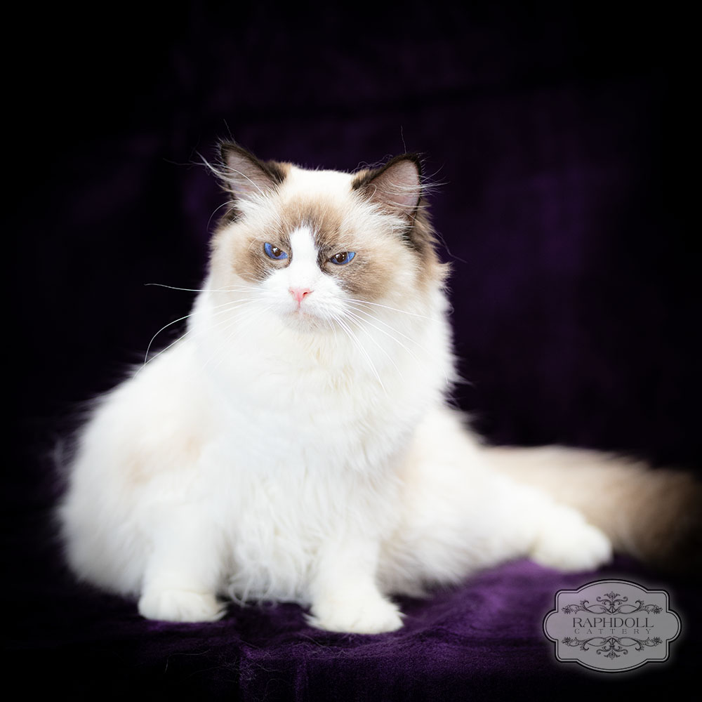 ragdoll-cat-bicolour-salome2