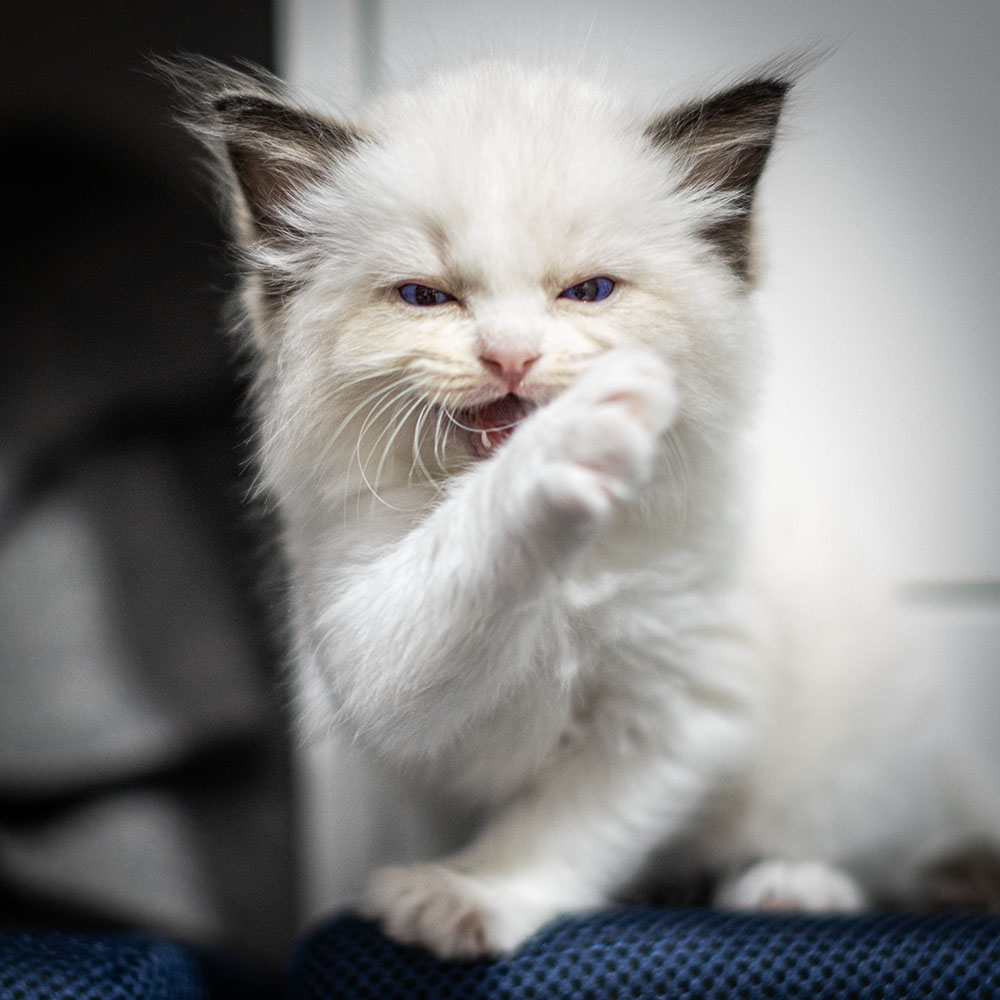 ragdoll-kitten-bicolor-kungfu