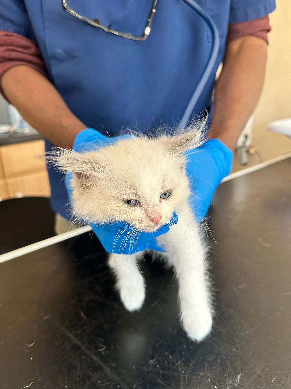 ragdoll-kitten-bicolor-vaccination2