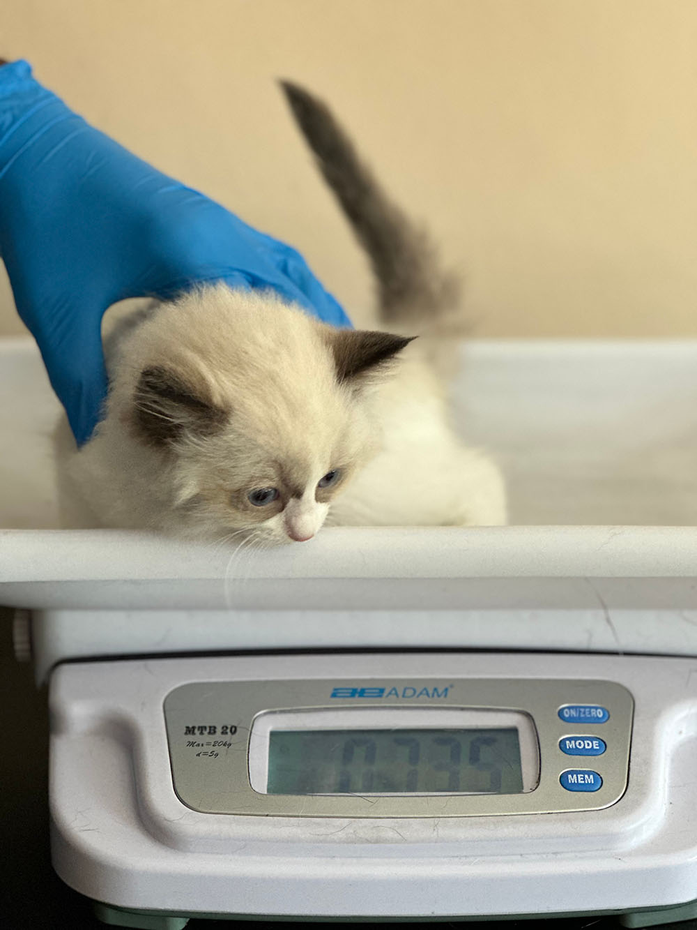 ragdoll-kitten-bicolor-vaccination3