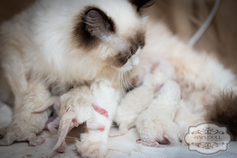 ragdoll-kittens-bicolor1