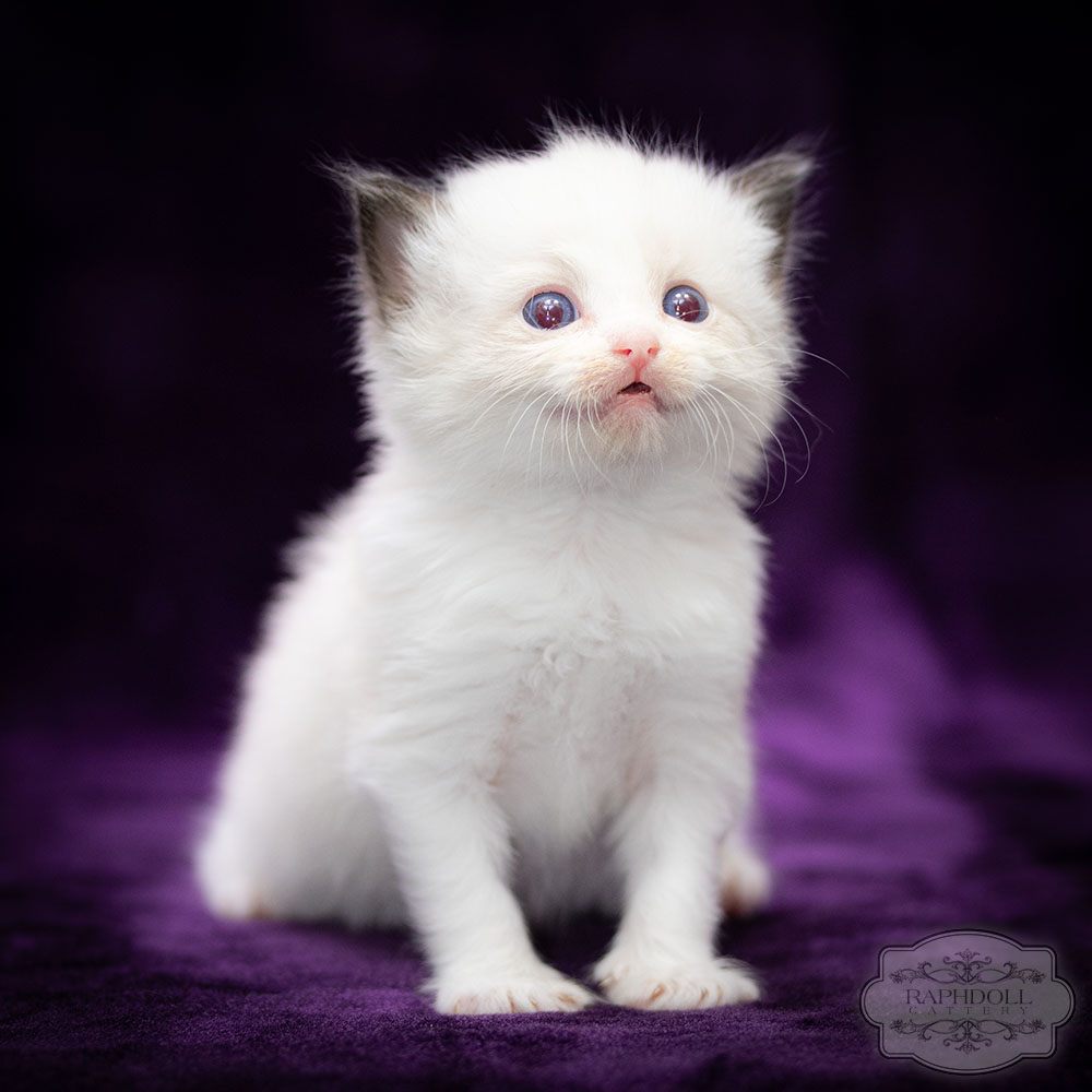 ragdoll-kitten-bicolor-lsaa1-w