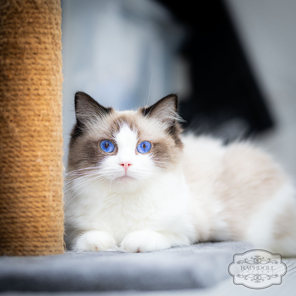 ragdoll-cat-rafaella2w