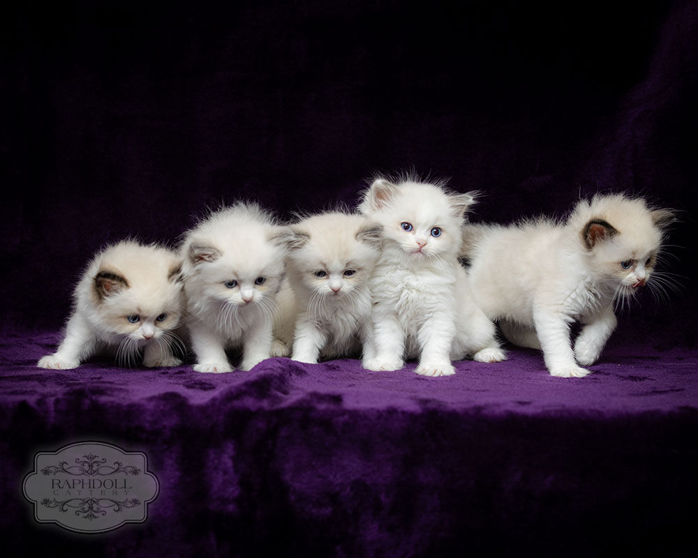 ragdoll-kittens-bicolor-LRXX-4weeks