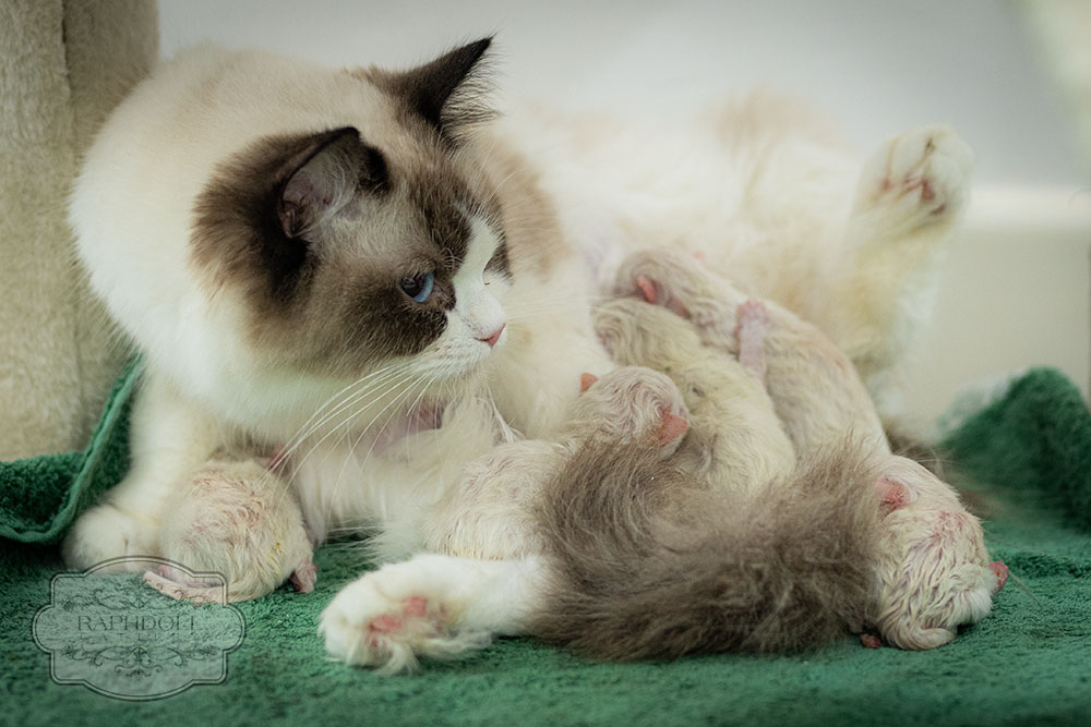 ragdoll-kittens-bicolor-rafaella-w