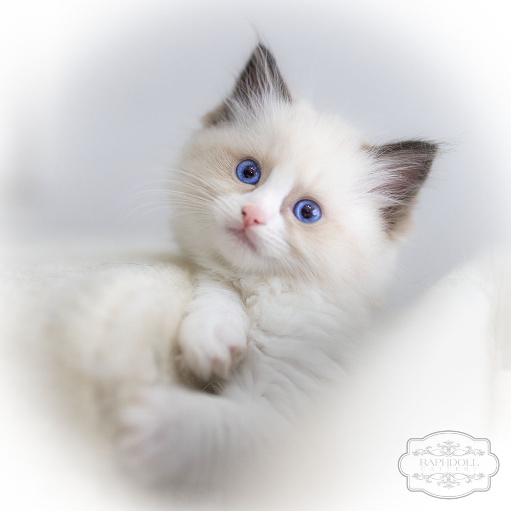 ragdoll-kitten-bicolor-lrae2-w