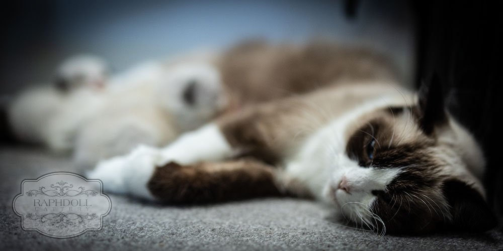 ragdoll-bicolor-pamela-newborn-kittens