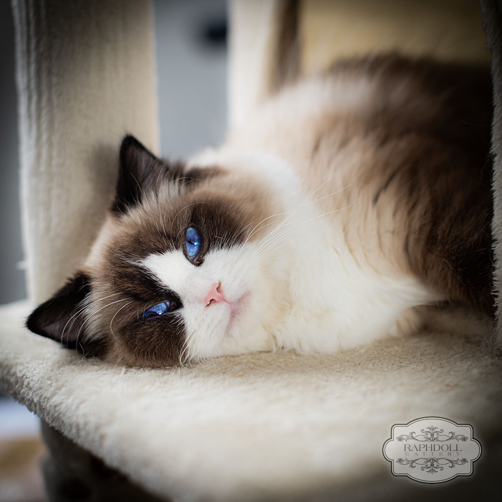 ragdoll-cat-seal-bicolour-pamela