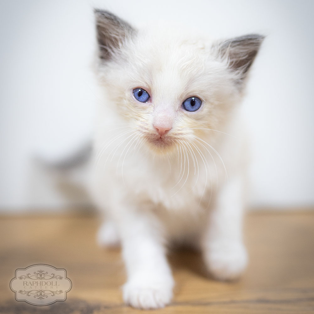 ragdoll-kitten-bicolor-LPAD-w