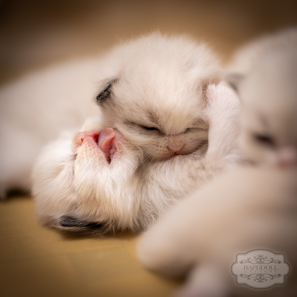 two ragdoll kittens bicolor for sale ragdoll-kitten-bicolor-lpba-w