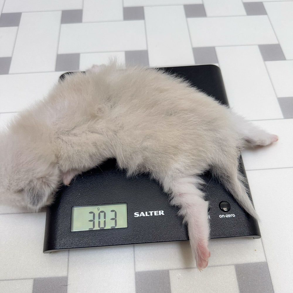 ragdoll kitten for sale lpba ragdoll-kitten-bicolor-lpba