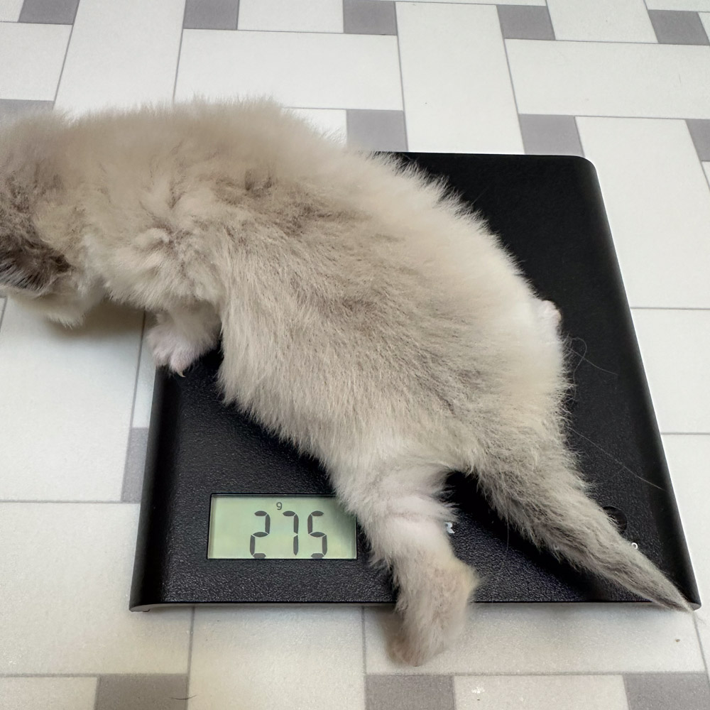 ragdoll kitten for sale lpbb ragdoll-kitten-bicolor-lpbb