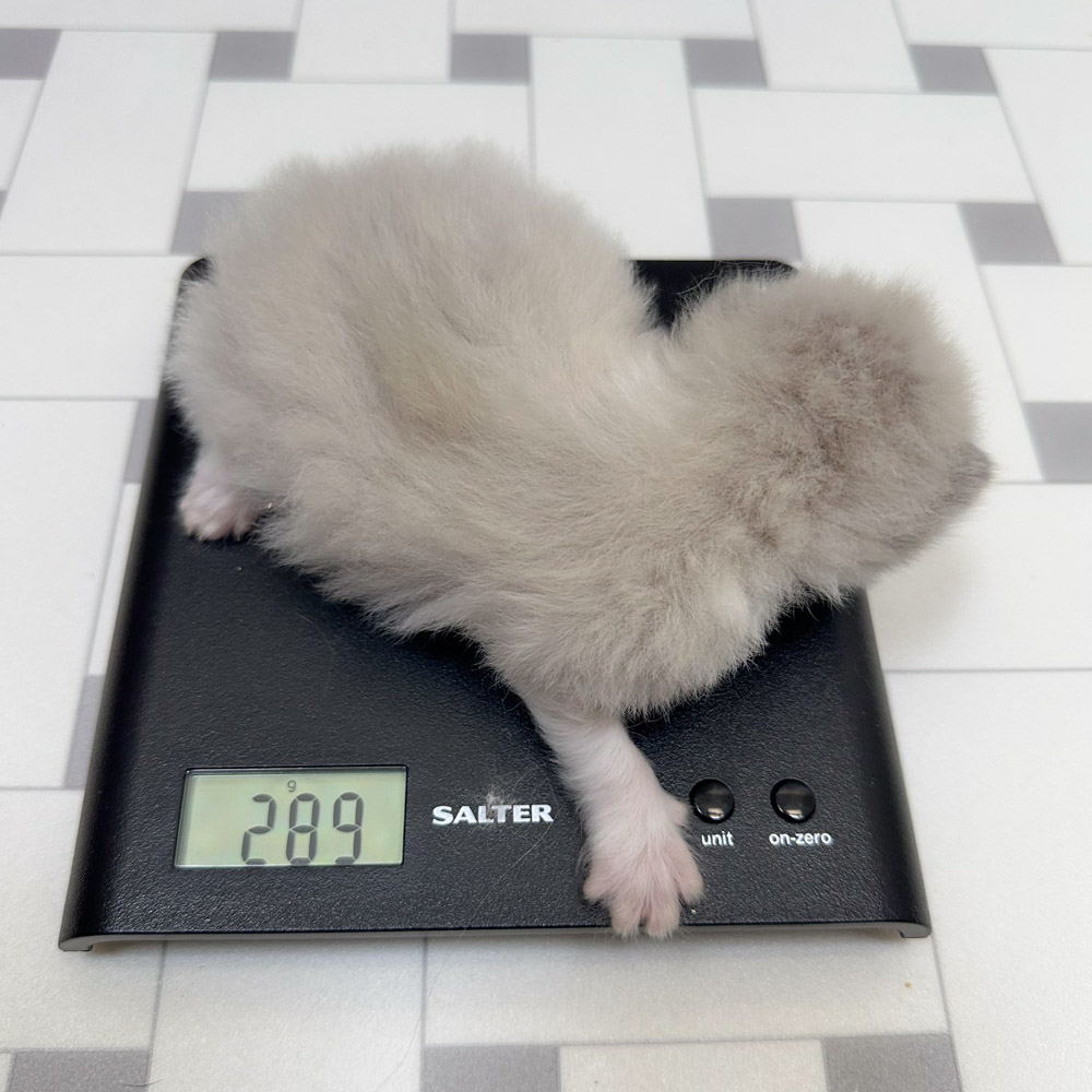ragdoll kitten for sale lpbc ragdoll-kitten-bicolor-lpbc