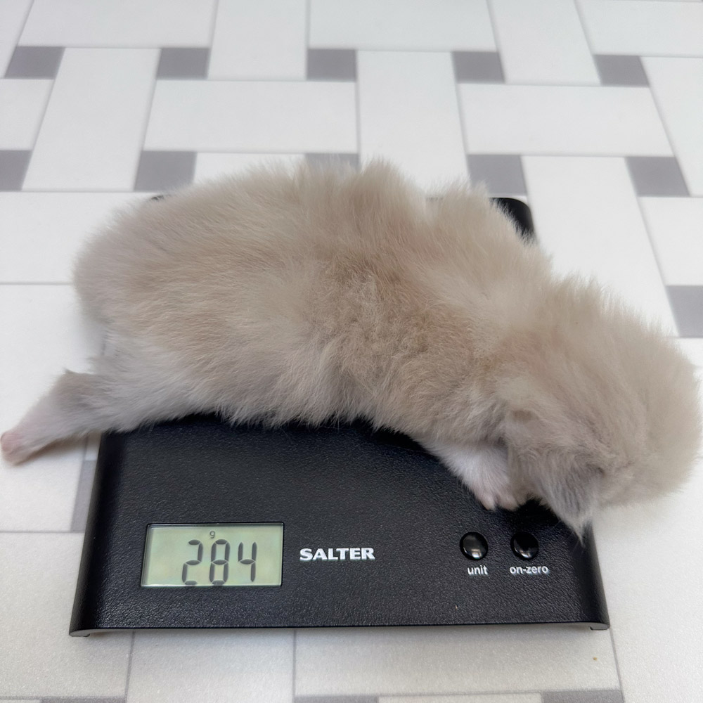 ragdoll kitten for sale lpbe ragdoll-kitten-bicolor-lpbe