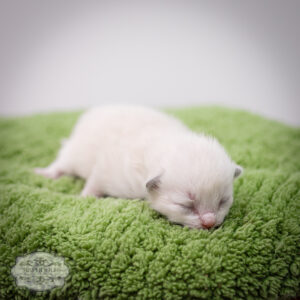 ragdoll kitten bicolor lpba