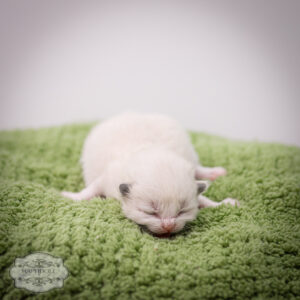 ragdoll kitten bicolor lpbb