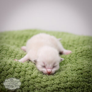 ragdoll kitten bicolor LPBC