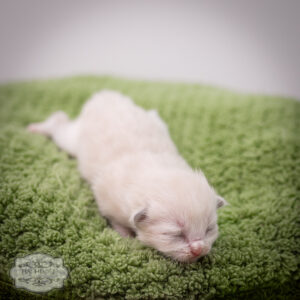 ragdoll kitten bicolor lpbd