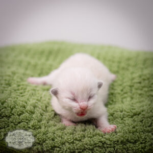 ragdoll kitten bicolor lpbe