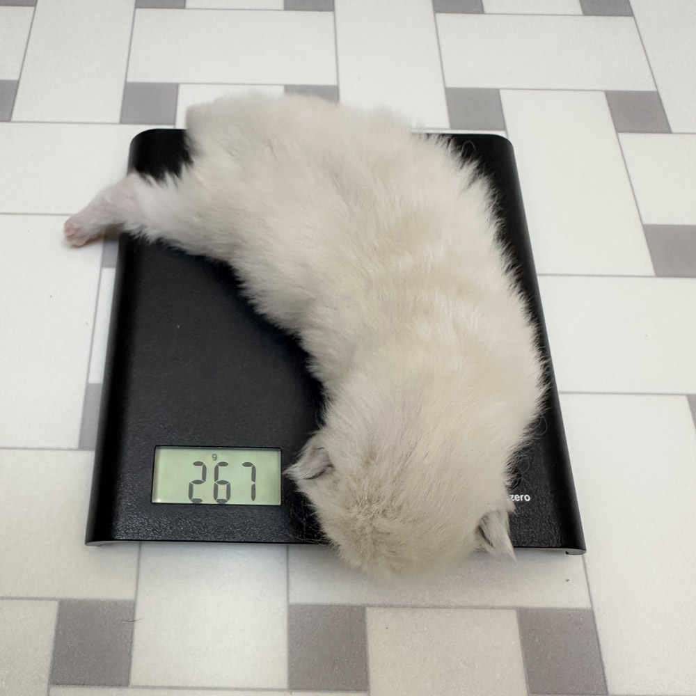 ragdoll kitten bicolor lsbc day 1 ragdoll-kitten-bicolor-lsbc-day1
