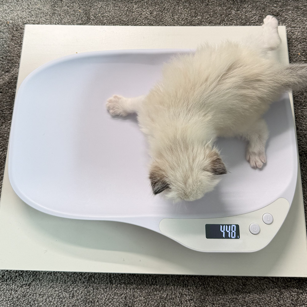 ragdoll-kitten-sale-LRDA