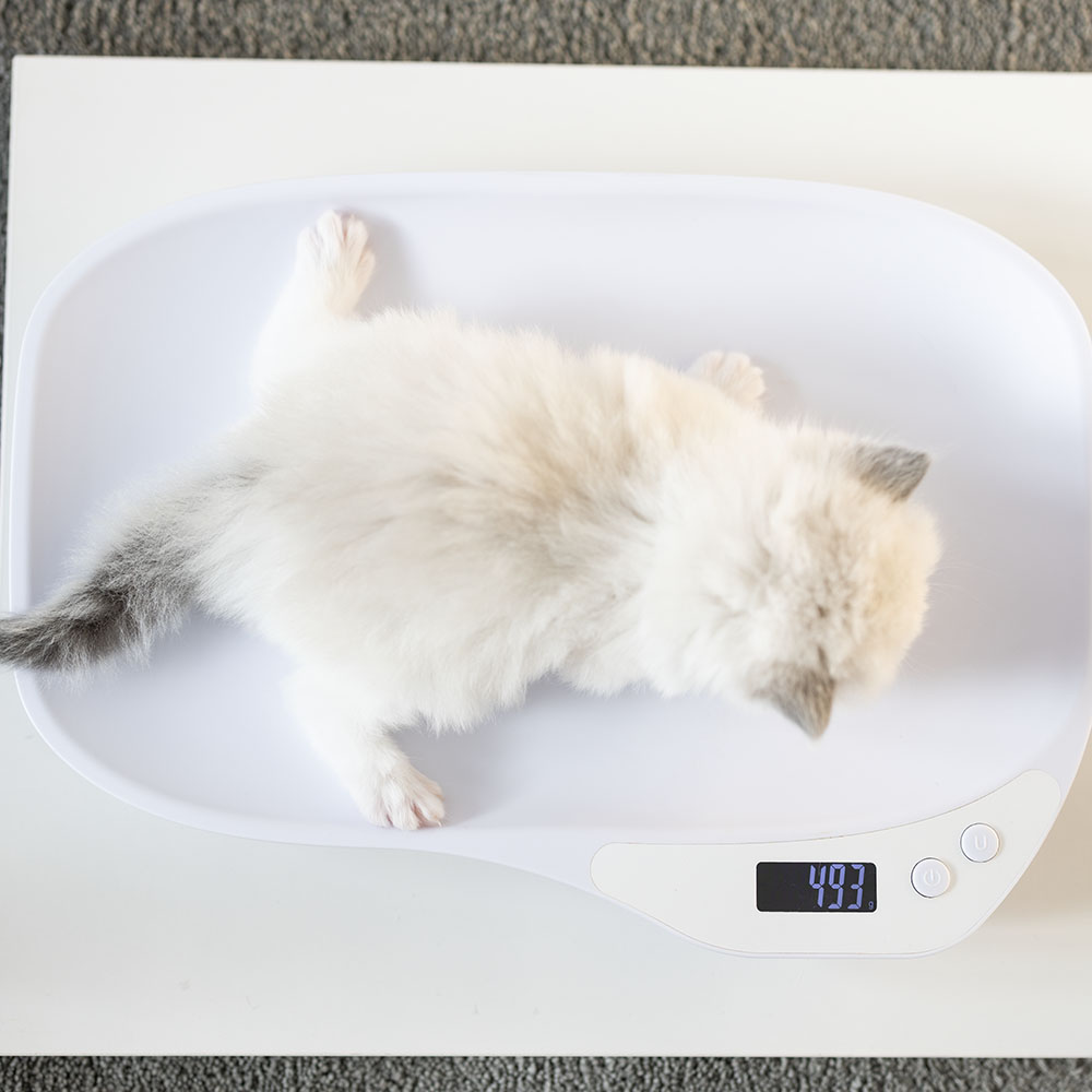 ragdoll-kitten-sale-LRDA