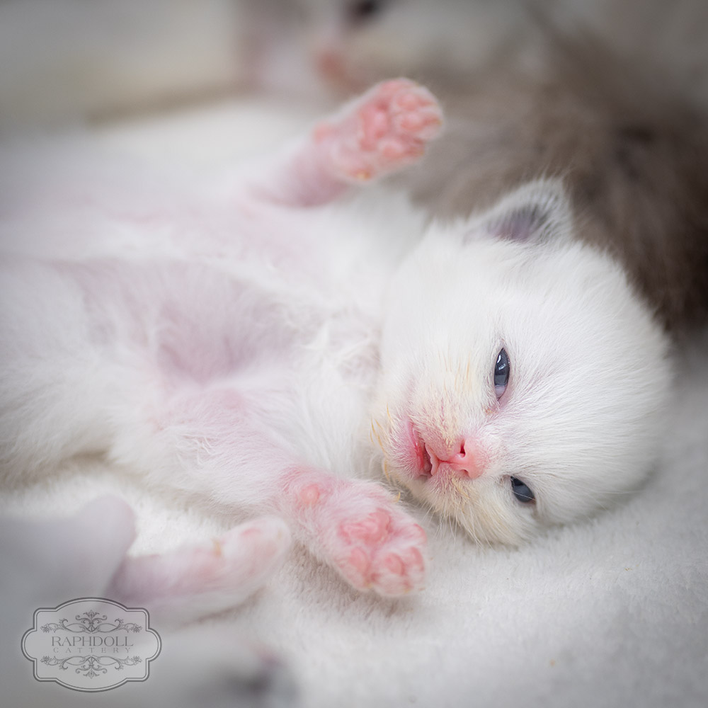 ragdoll-kitten-sale-LRDA3