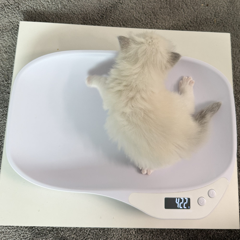 ragdoll-kitten-sale-LRDB