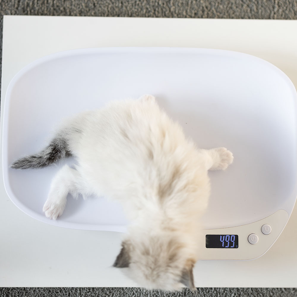 ragdoll-kitten-sale-LRDB