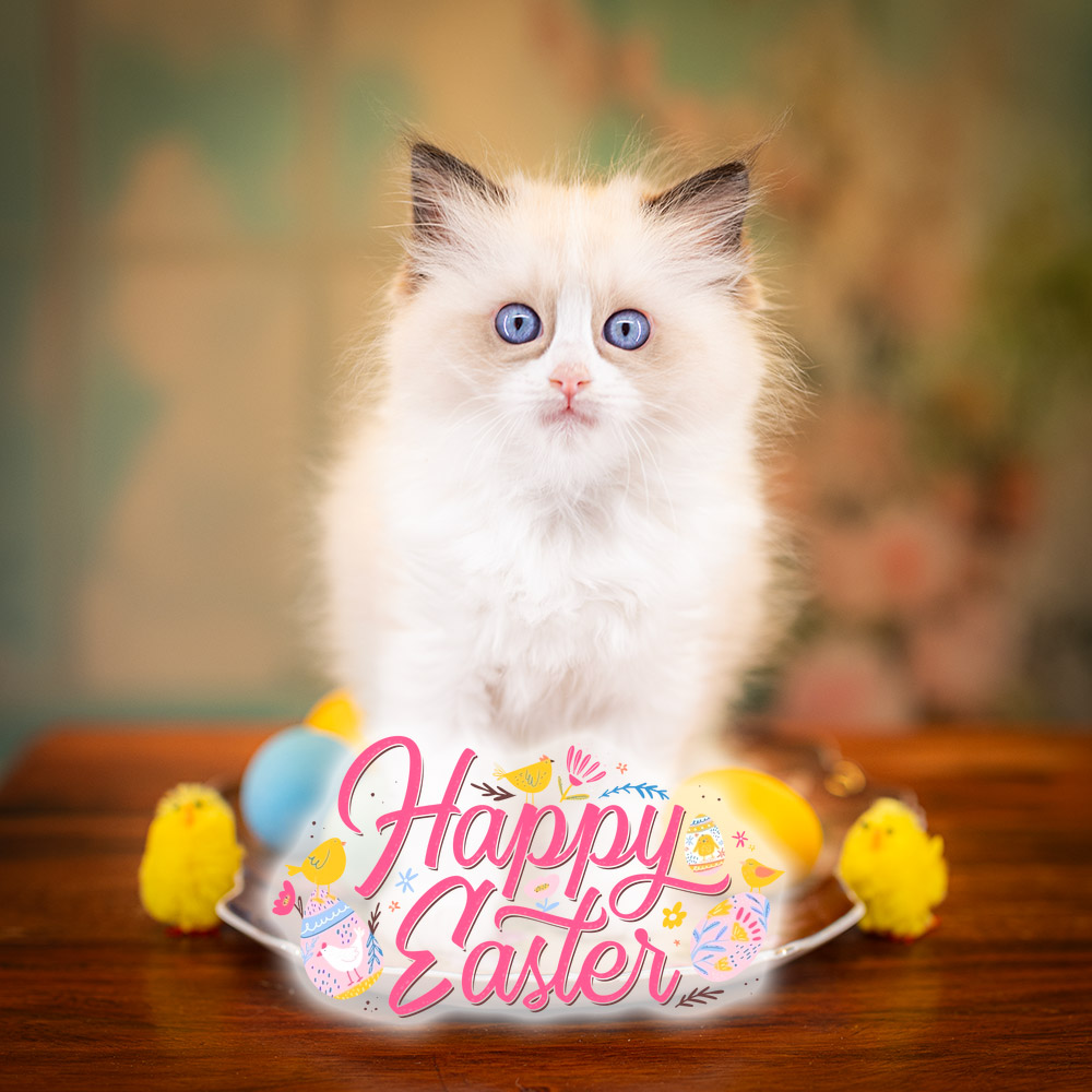 ragdoll-kitten-sale-LRDB-happy-easter