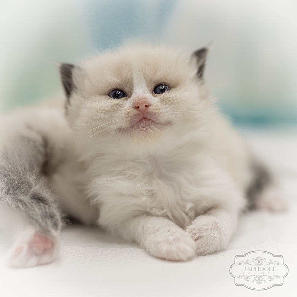 ragdoll-kitten-sale-LRDB4
