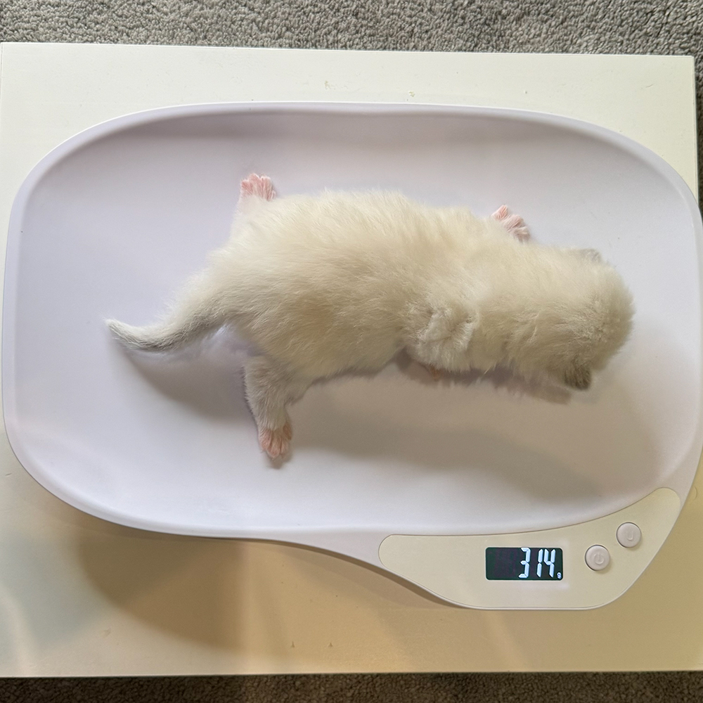 ragdoll-kitten-sale-LRDC