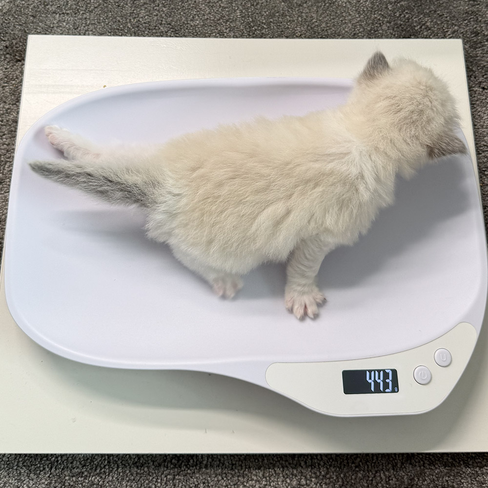 ragdoll-kitten-sale-LRDC