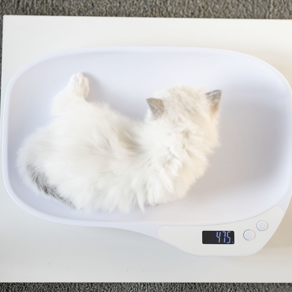 ragdoll-kitten-sale-LRDC