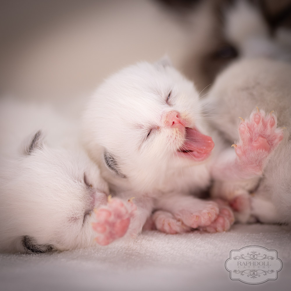 ragdoll-kitten-sale-LRDC1