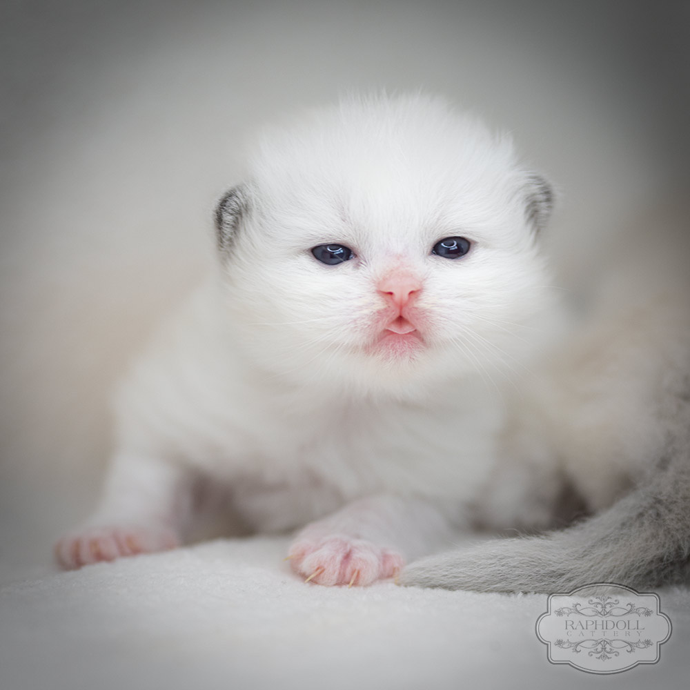 ragdoll-kitten-sale-LRDC3