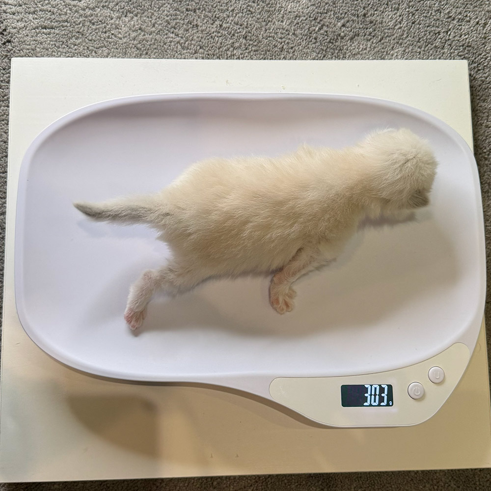 ragdoll-kitten-sale-LRDD