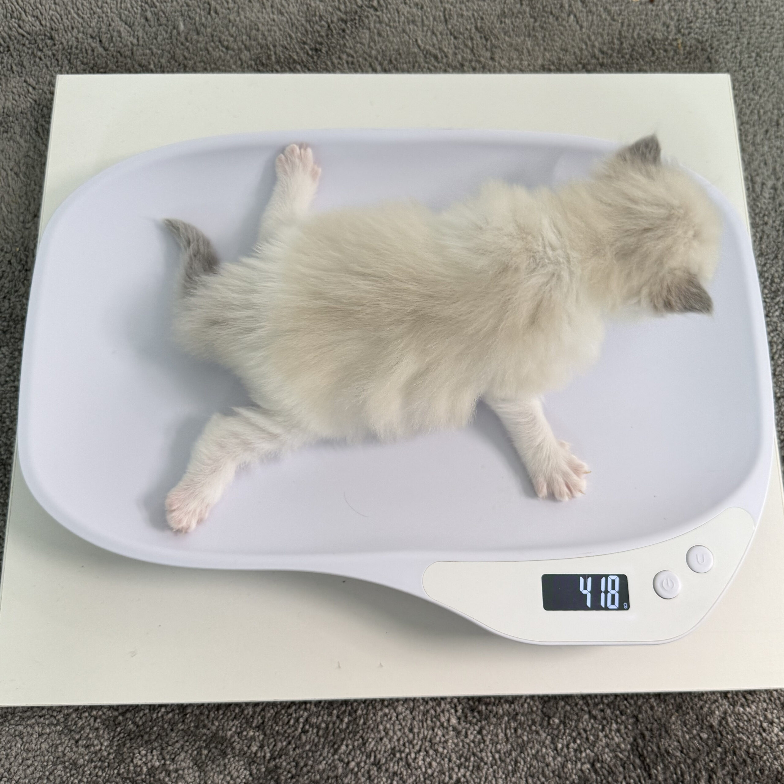 ragdoll-kitten-sale-LRDD