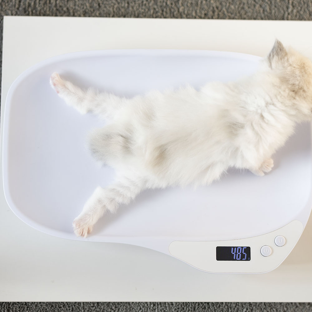 ragdoll-kitten-sale-LRDD