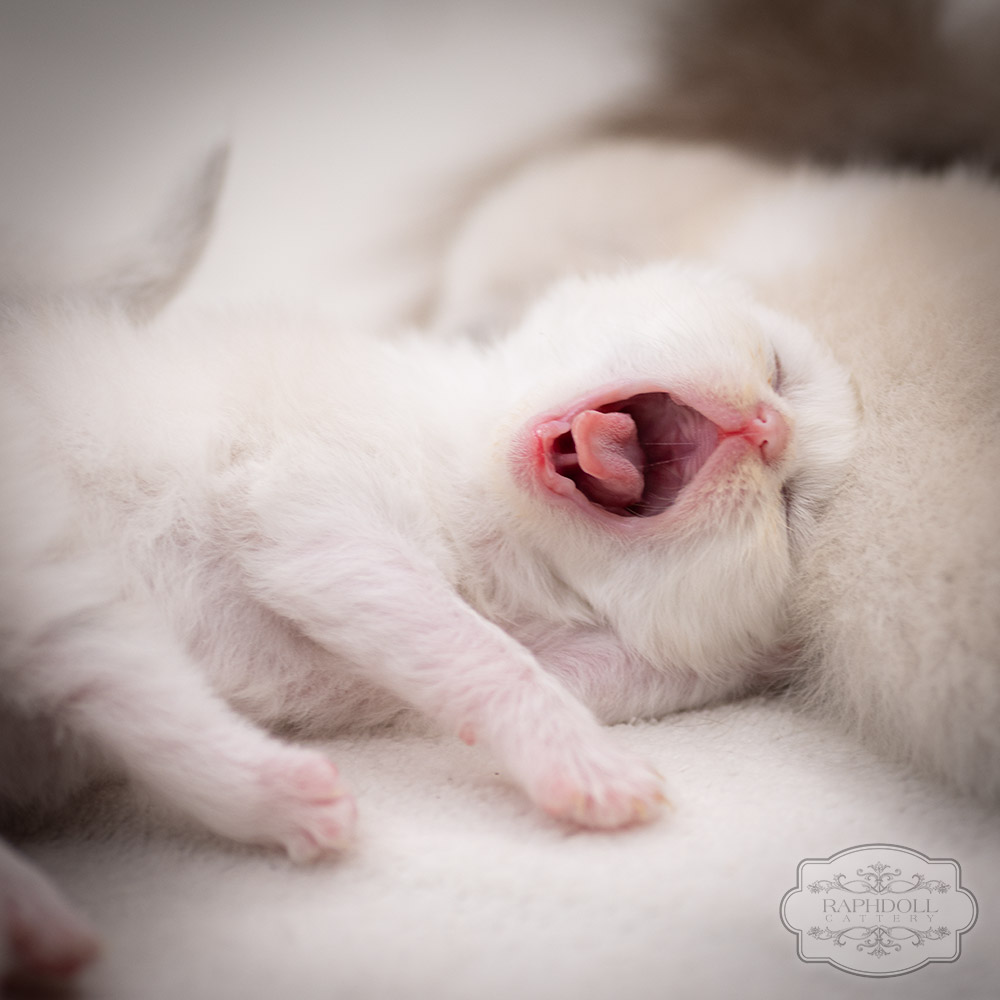 ragdoll-kitten-sale-LRDD1